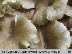 Polyporus umbellatus (żagiew wielogłowa)