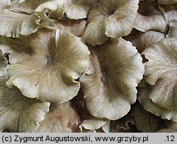 Polyporus umbellatus (żagiew wielogłowa)