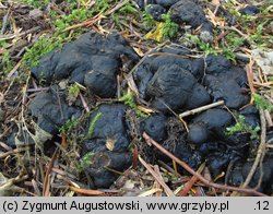 Polyporus umbellatus (żagiew wielogłowa)