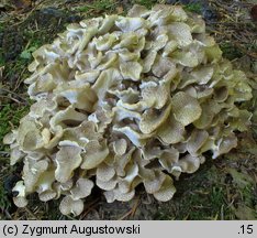 Polyporus umbellatus (żagiew wielogłowa)