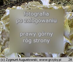 Polyporus umbellatus (żagiew wielogłowa)