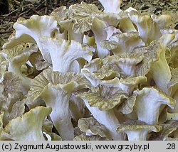 Polyporus umbellatus (żagiew wielogłowa)