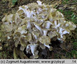 Polyporus umbellatus (żagiew wielogłowa)