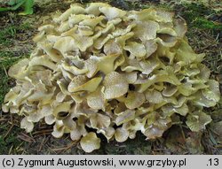 Polyporus umbellatus (żagiew wielogłowa)