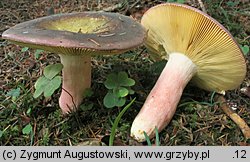 Russula olivacea (gołąbek oliwkowy)