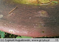 Russula olivacea (gołąbek oliwkowy)