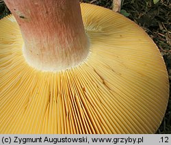 Russula olivacea (gołąbek oliwkowy)