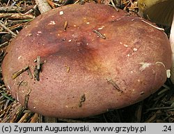 Russula olivacea (gołąbek oliwkowy)