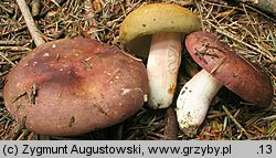 Russula olivacea (gołąbek oliwkowy)