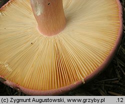 Russula olivacea (gołąbek oliwkowy)