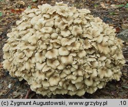 Polyporus umbellatus (żagiew wielogłowa)