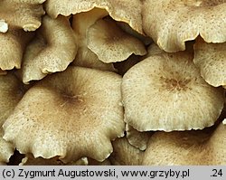 Polyporus umbellatus (żagiew wielogłowa)