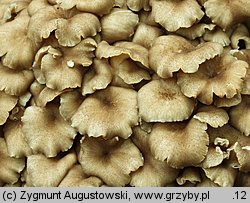 Polyporus umbellatus (żagiew wielogłowa)