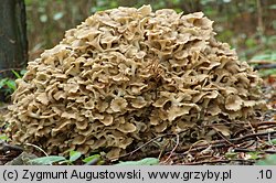 Polyporus umbellatus (żagiew wielogłowa)