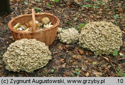 Polyporus umbellatus (żagiew wielogłowa)