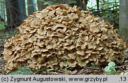 Polyporus umbellatus (żagiew wielogłowa)