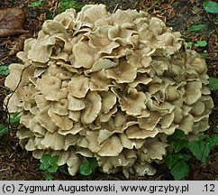 Polyporus umbellatus (żagiew wielogłowa)