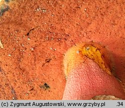 Rubroboletus rubrosanguineus (krwistoborowik świerkowo-jodłowy)