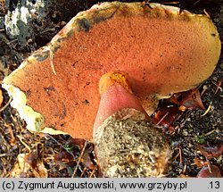 Rubroboletus rubrosanguineus (krwistoborowik świerkowo-jodłowy)