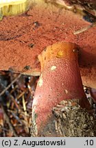 Rubroboletus rubrosanguineus (krwistoborowik świerkowo-jodłowy)