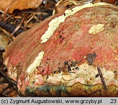 Rubroboletus rubrosanguineus (krwistoborowik świerkowo-jodłowy)