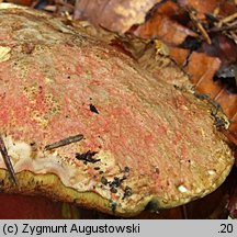 Rubroboletus rubrosanguineus (krwistoborowik świerkowo-jodłowy)