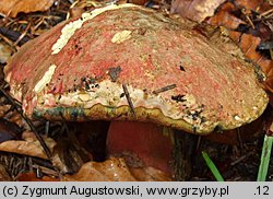 Rubroboletus rubrosanguineus (krwistoborowik świerkowo-jodłowy)