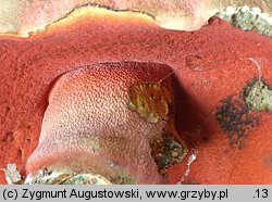 Rubroboletus rubrosanguineus (krwistoborowik świerkowo-jodłowy)