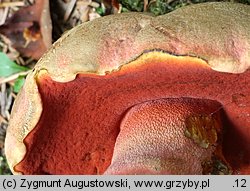 Rubroboletus rubrosanguineus (krwistoborowik świerkowo-jodłowy)