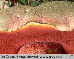 Rubroboletus rubrosanguineus (krwistoborowik świerkowo-jodłowy)