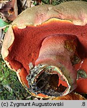 Rubroboletus rubrosanguineus (krwistoborowik świerkowo-jodłowy)