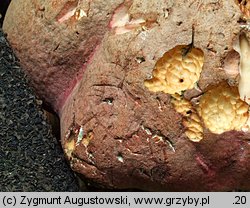 Rubroboletus rubrosanguineus (krwistoborowik świerkowo-jodłowy)