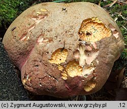 Rubroboletus rubrosanguineus (krwistoborowik świerkowo-jodłowy)