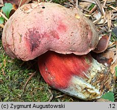 Rubroboletus rubrosanguineus (krwistoborowik świerkowo-jodłowy)