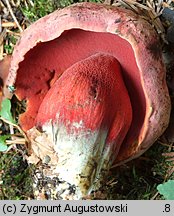 Rubroboletus rubrosanguineus (krwistoborowik świerkowo-jodłowy)