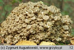 Polyporus umbellatus (żagiew wielogłowa)