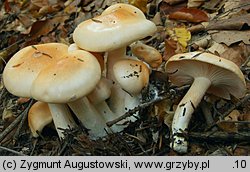 Hygrophorus pudorinus (wodnicha pomarańczowa)