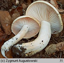 Hygrophorus pudorinus (wodnicha pomarańczowa)