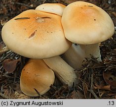 Hygrophorus pudorinus (wodnicha pomarańczowa)