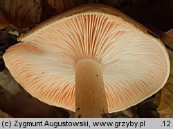 Hygrophorus pudorinus (wodnicha pomarańczowa)