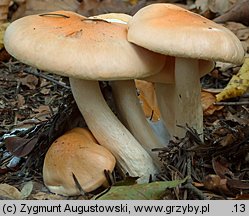 Hygrophorus pudorinus (wodnicha pomarańczowa)