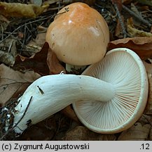 Hygrophorus pudorinus (wodnicha pomarańczowa)