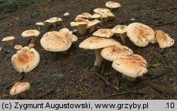 Hygrophorus pudorinus (wodnicha pomarańczowa)