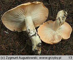 Hygrophorus pudorinus (wodnicha pomarańczowa)