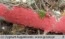 Hymenochaete cruenta (szczeciniak jodłowy)