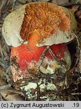 Rubroboletus rubrosanguineus (krwistoborowik świerkowo-jodłowy)