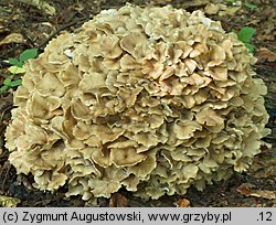 Polyporus umbellatus (żagiew wielogłowa)