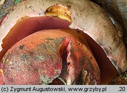 Rubroboletus rubrosanguineus (krwistoborowik świerkowo-jodłowy)