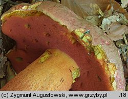 Rubroboletus rubrosanguineus (krwistoborowik świerkowo-jodłowy)