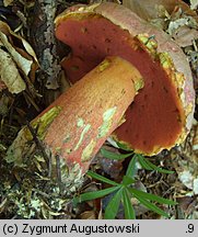 Rubroboletus rubrosanguineus (krwistoborowik świerkowo-jodłowy)